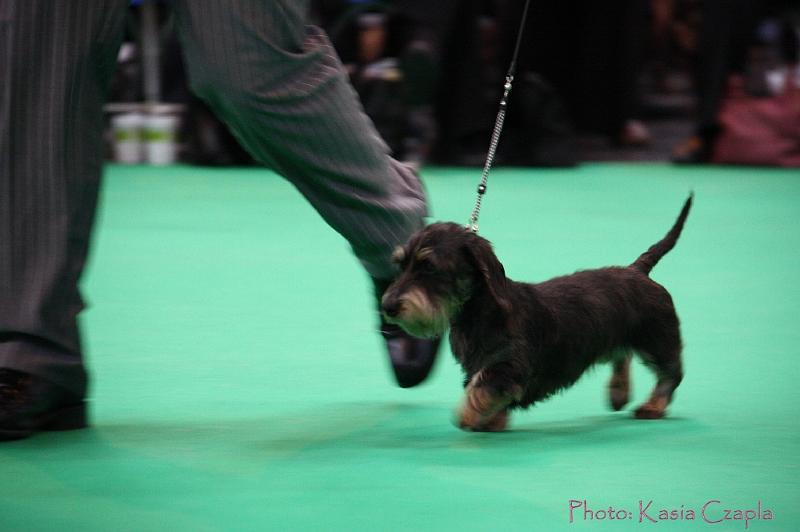 Crufts2011_2 1085.jpg